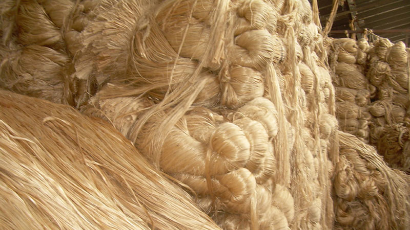 Producers call for withdrawal of raw jute export ban RMG 