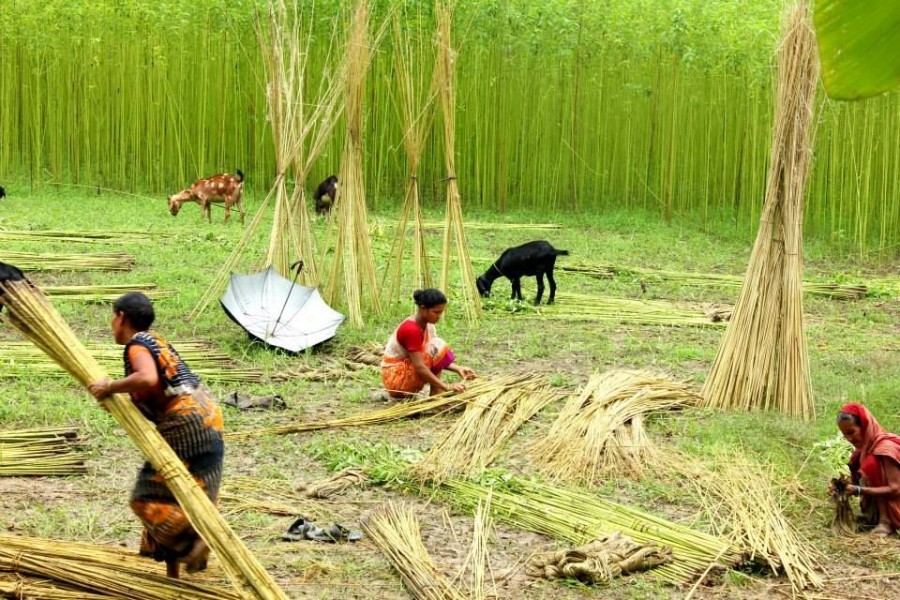 jute-farmers-getting-high-prices-this-year-rmg-bangladesh